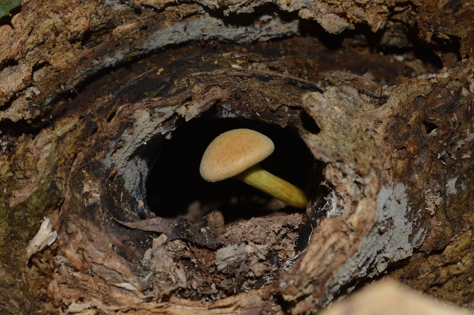 Gymnopilus luteus image