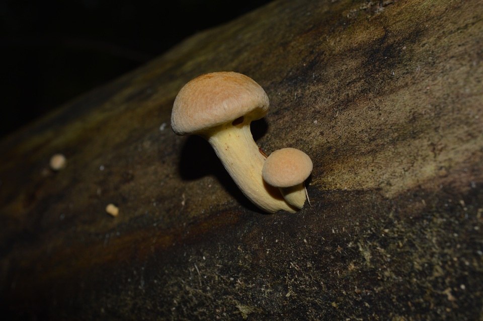 Gymnopilus luteus image