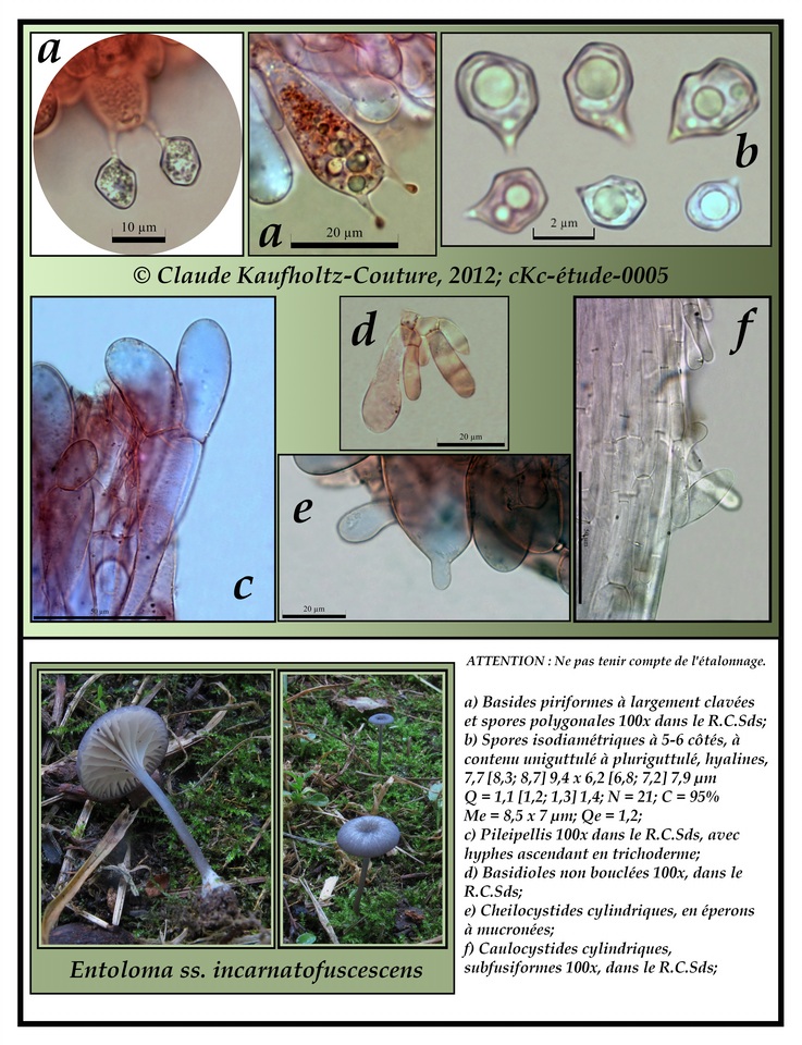 Entoloma incarnatofuscescens image