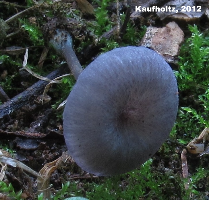 Entoloma incarnatofuscescens image
