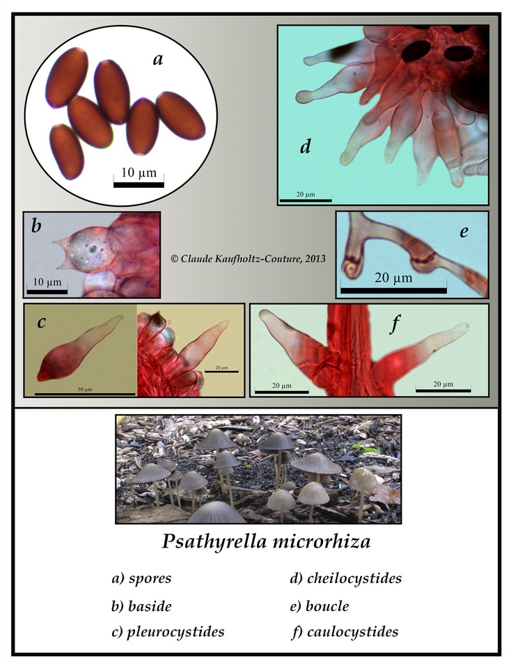 Psathyrella microrhiza image