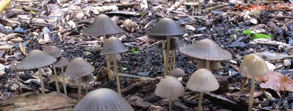 Psathyrella microrhiza image