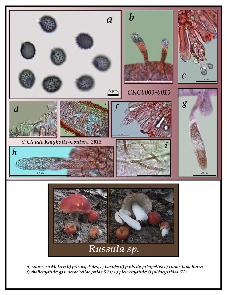 Russula pseudolepida image