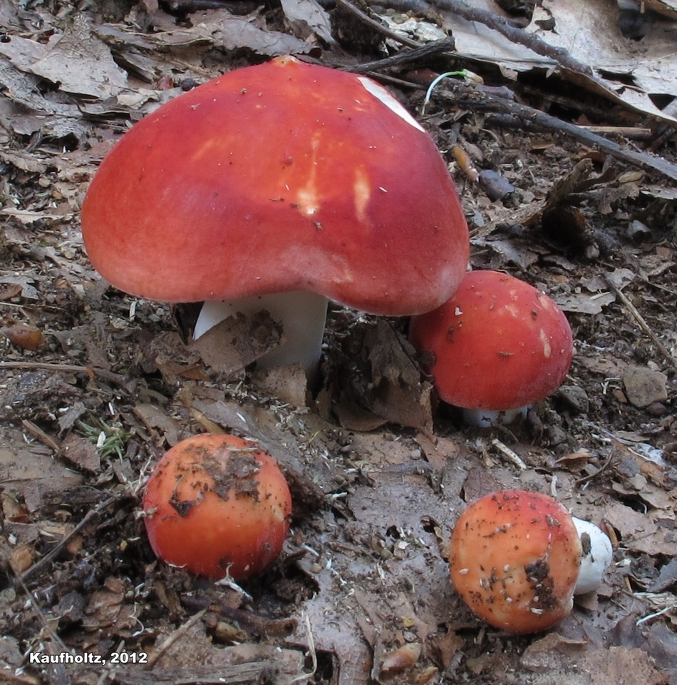 Russula pseudolepida image