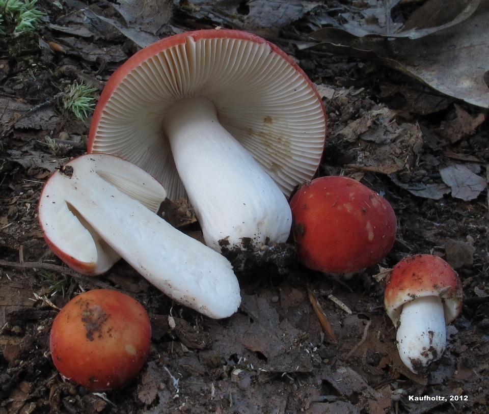 Russula pseudolepida image