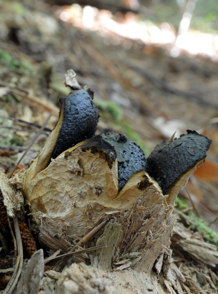 Scleroderma polyrhizon image