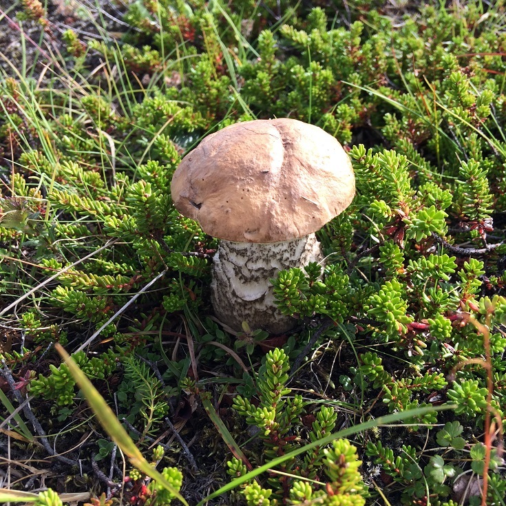 Leccinum rotundifoliae image