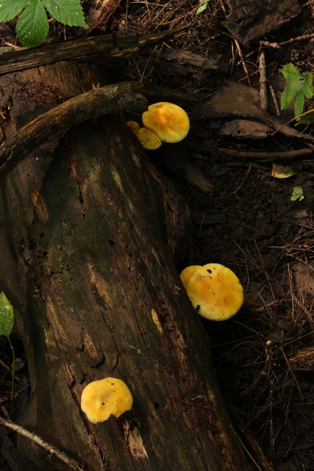 Gymnopilus luteus image