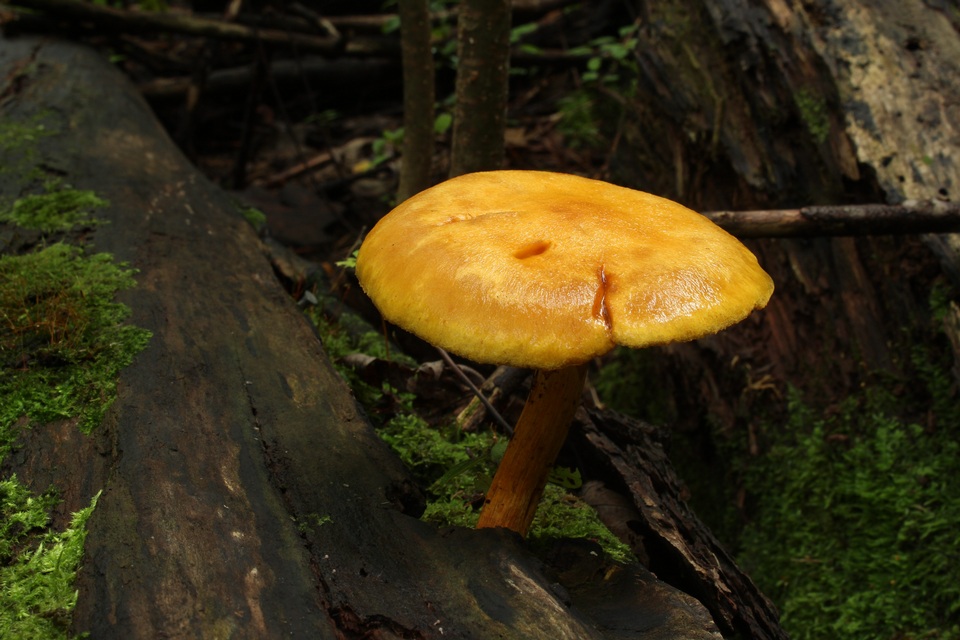 Gymnopilus luteus image