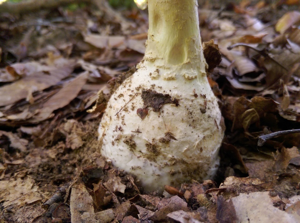 Amanita ravenelii image