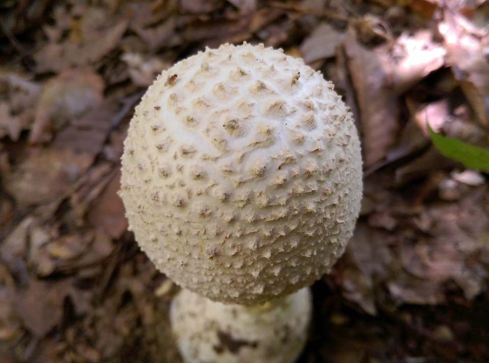 Amanita ravenelii image