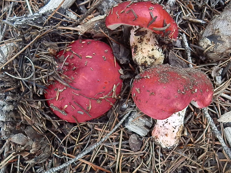 Russula cochisei image
