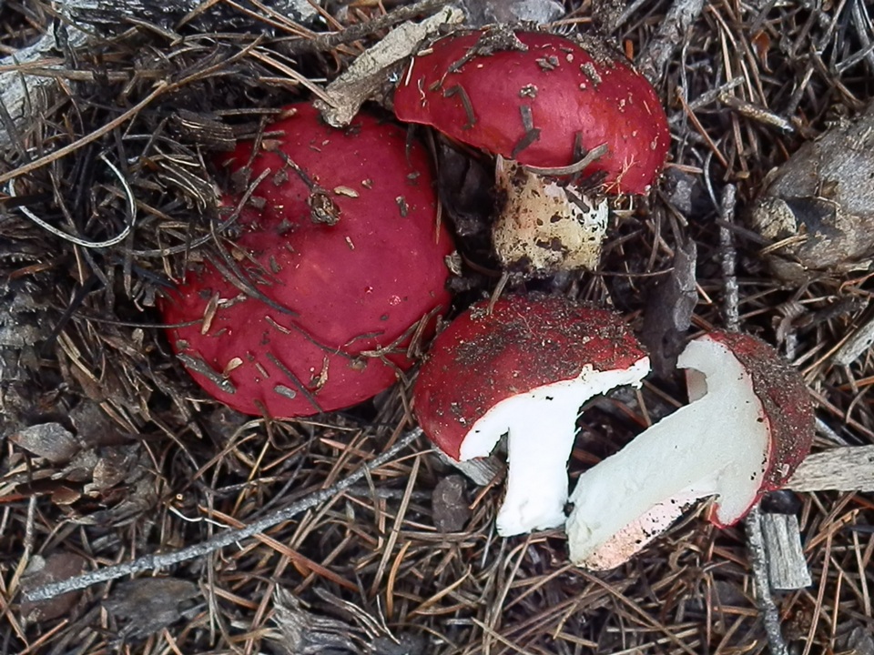 Russula cochisei image