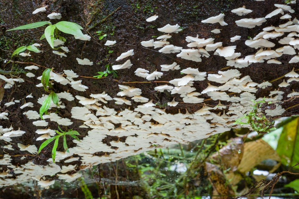 Rigidoporus umbonatipes image