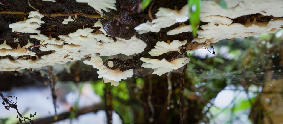 Rigidoporus umbonatipes image