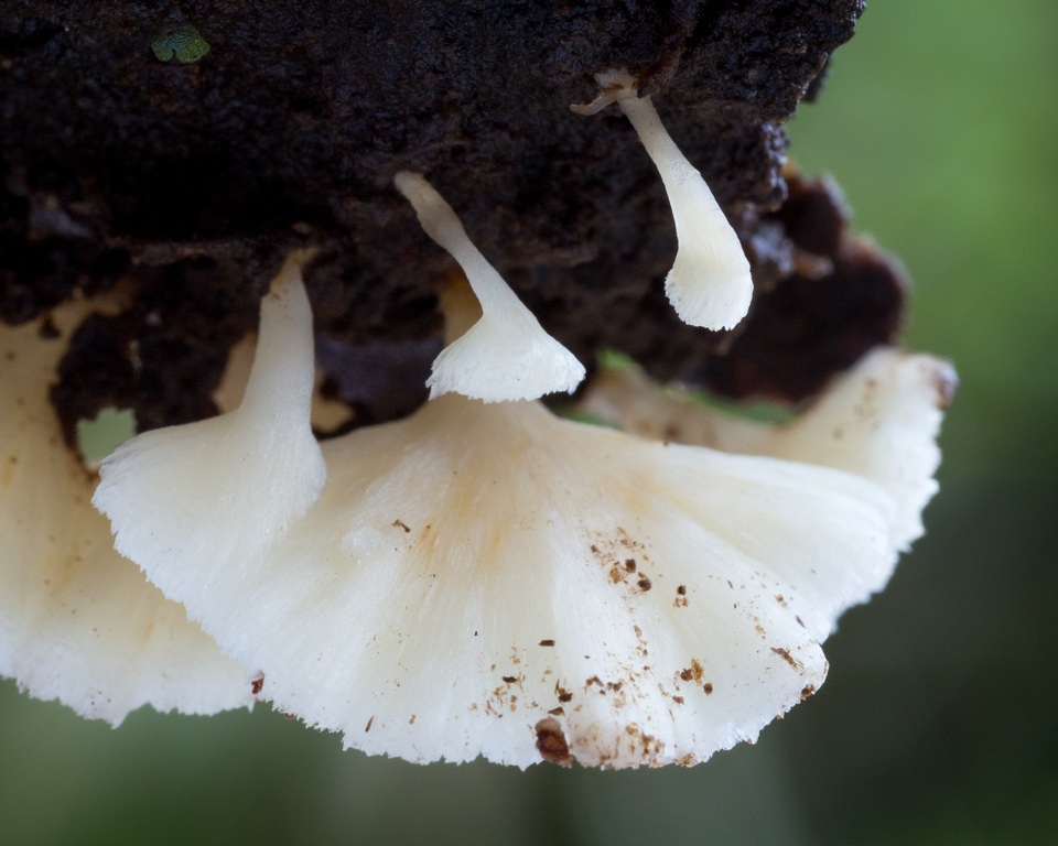 Rigidoporus umbonatipes image