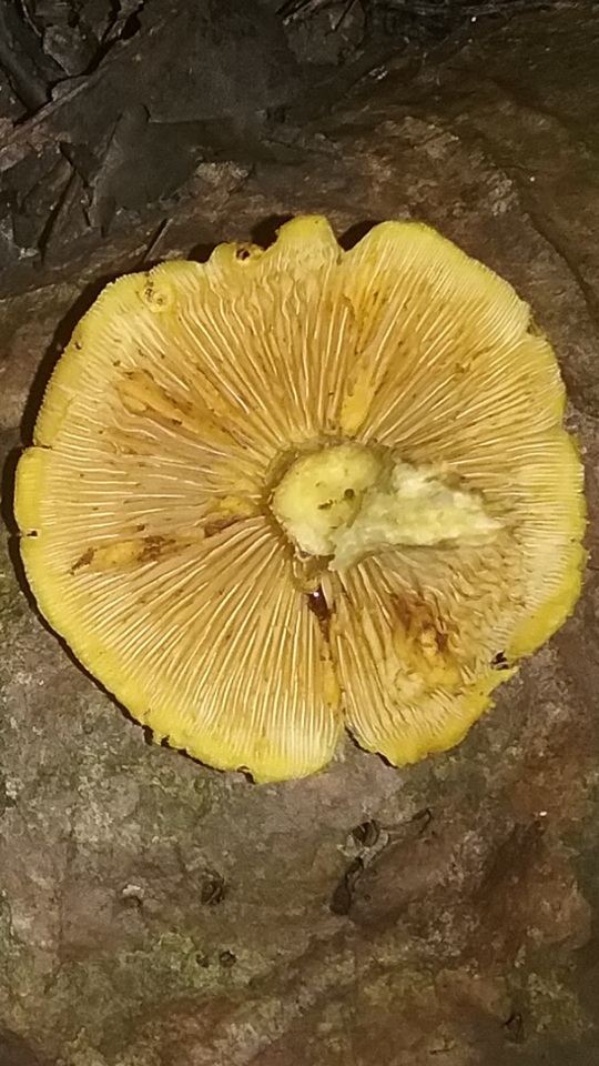 Gymnopilus fulvosquamulosus image