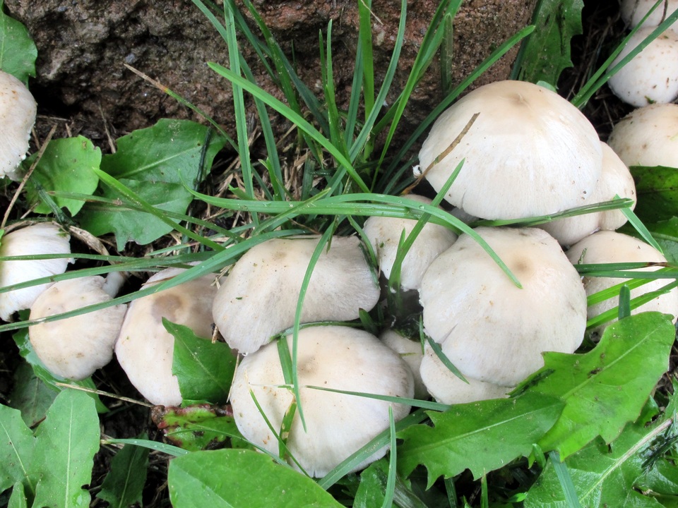 Candolleomyces image
