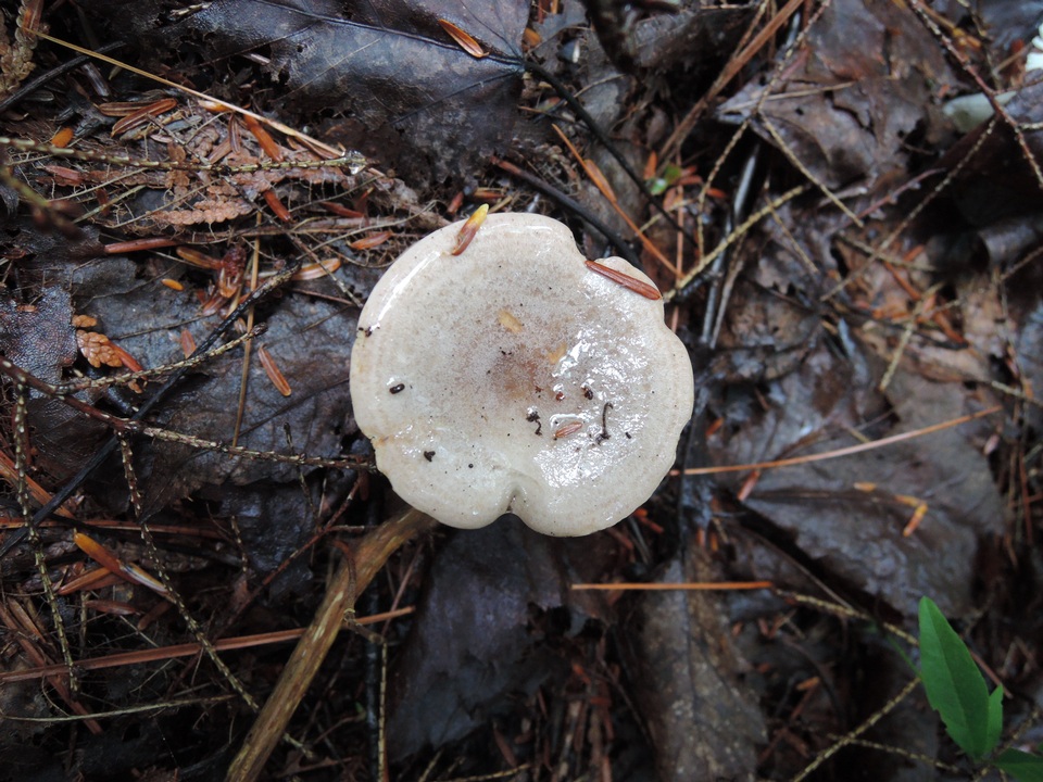 Lactarius uvidus var. uvidus image
