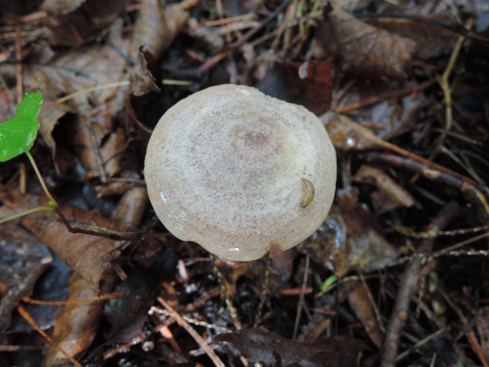 Lactarius uvidus var. uvidus image