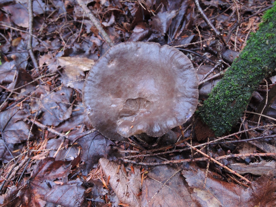 Lactarius lignyotus var. marginatus image