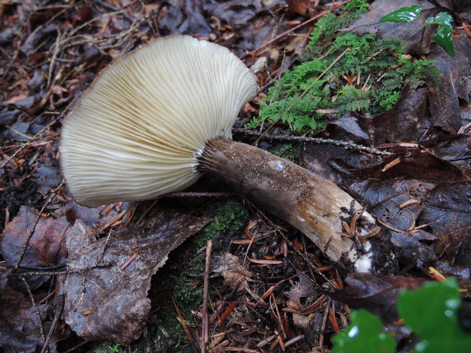 Lactarius lignyotus var. marginatus image