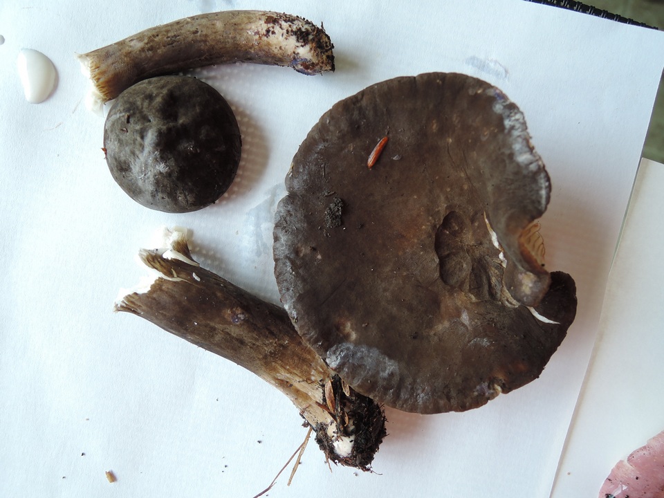 Lactarius lignyotus var. marginatus image