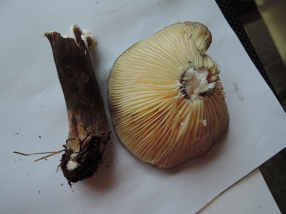 Lactarius lignyotus var. marginatus image