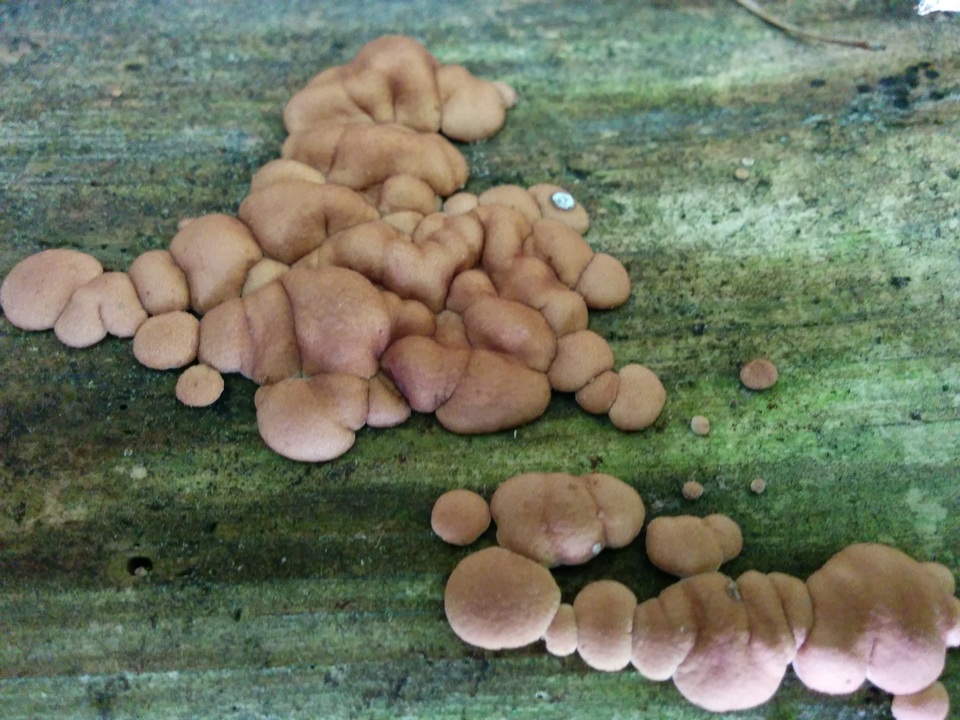Hypocrea peltata image
