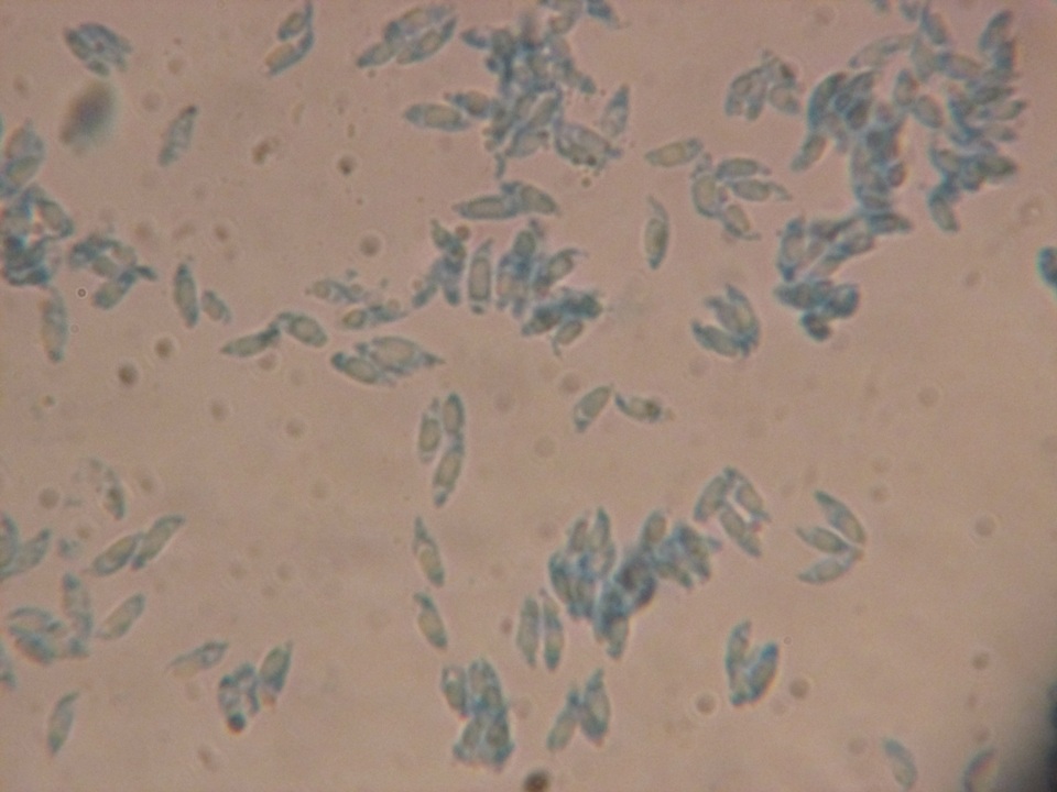 Marasmiellus ramealis image
