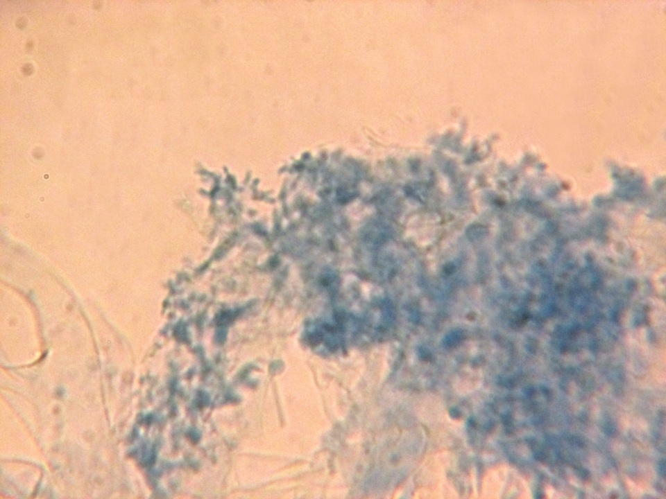 Marasmiellus ramealis image