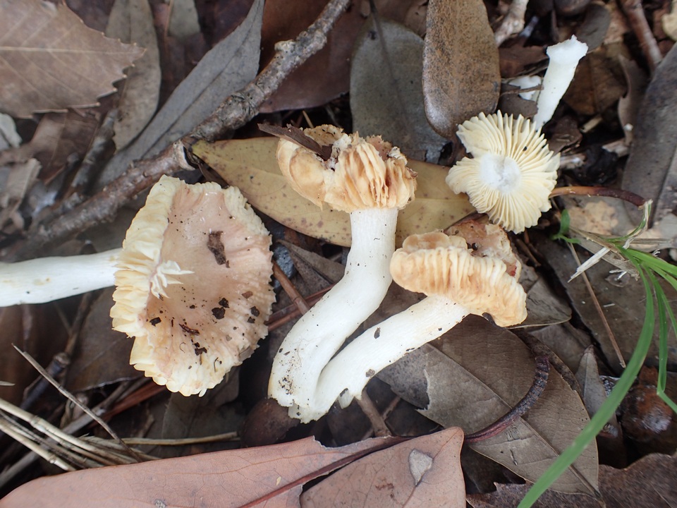 Russula kansaiensis image