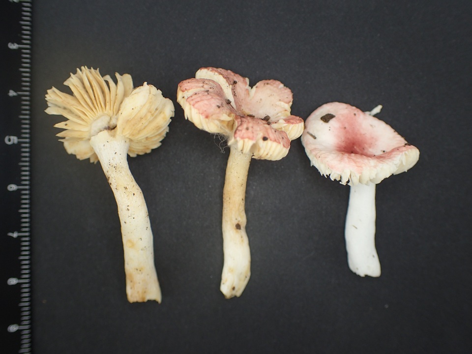Russula kansaiensis image