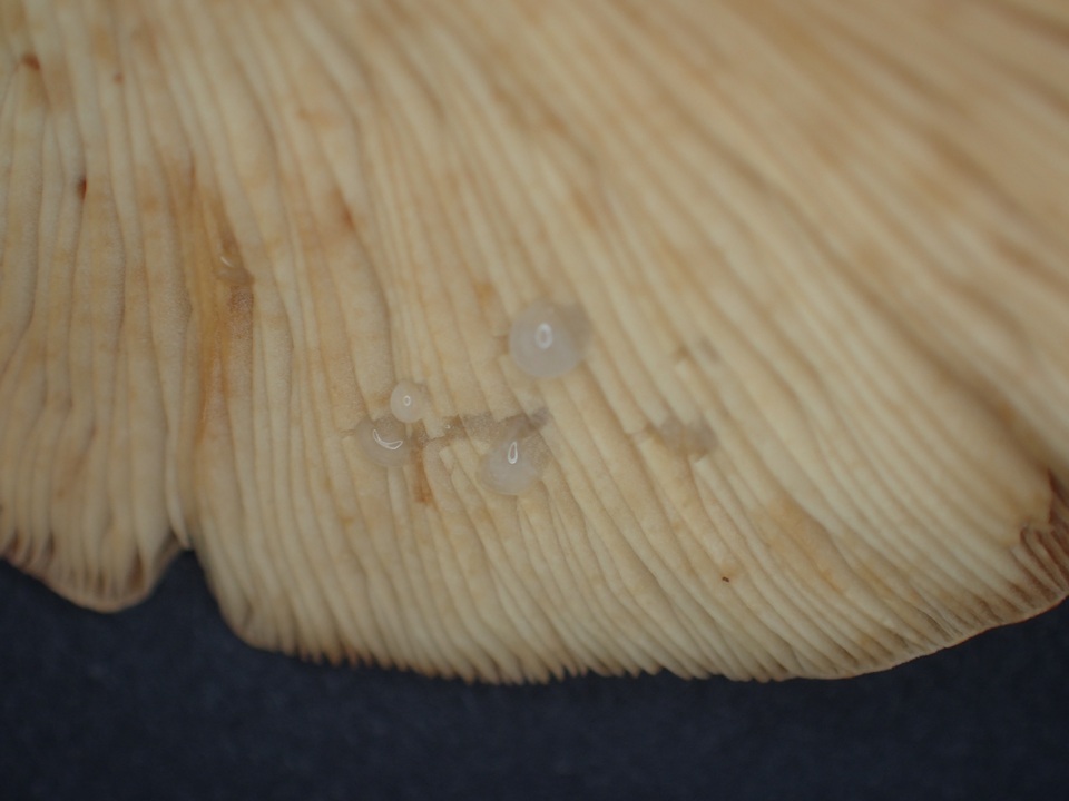 Lactarius subzonarius image