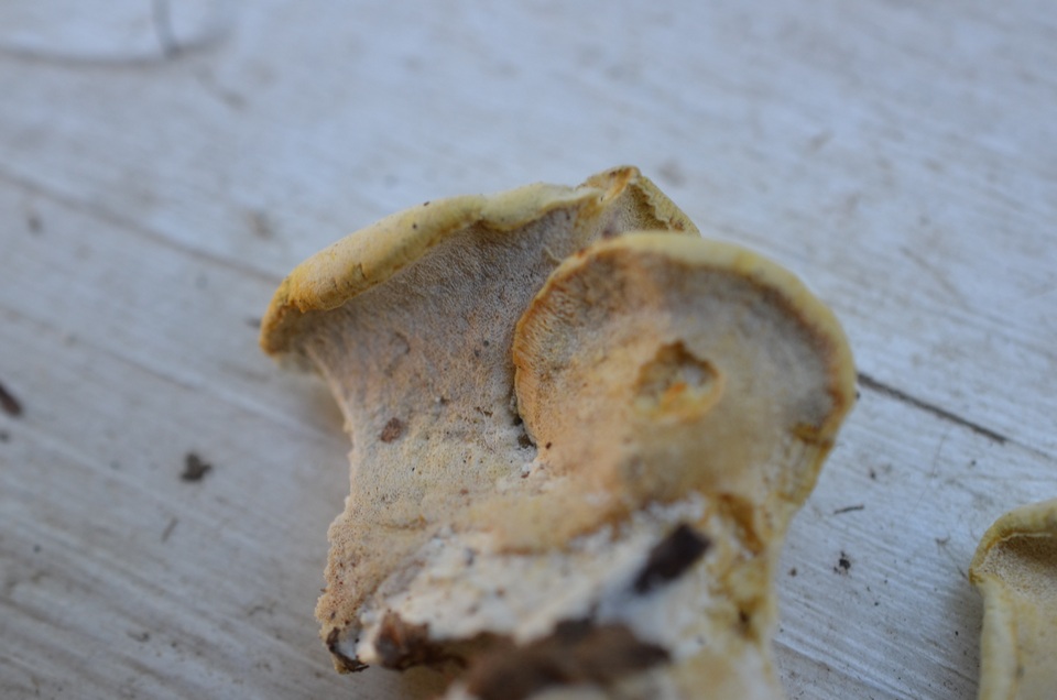 Oligoporus obductus image