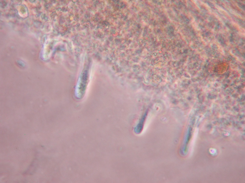 Cotylidia undulata image