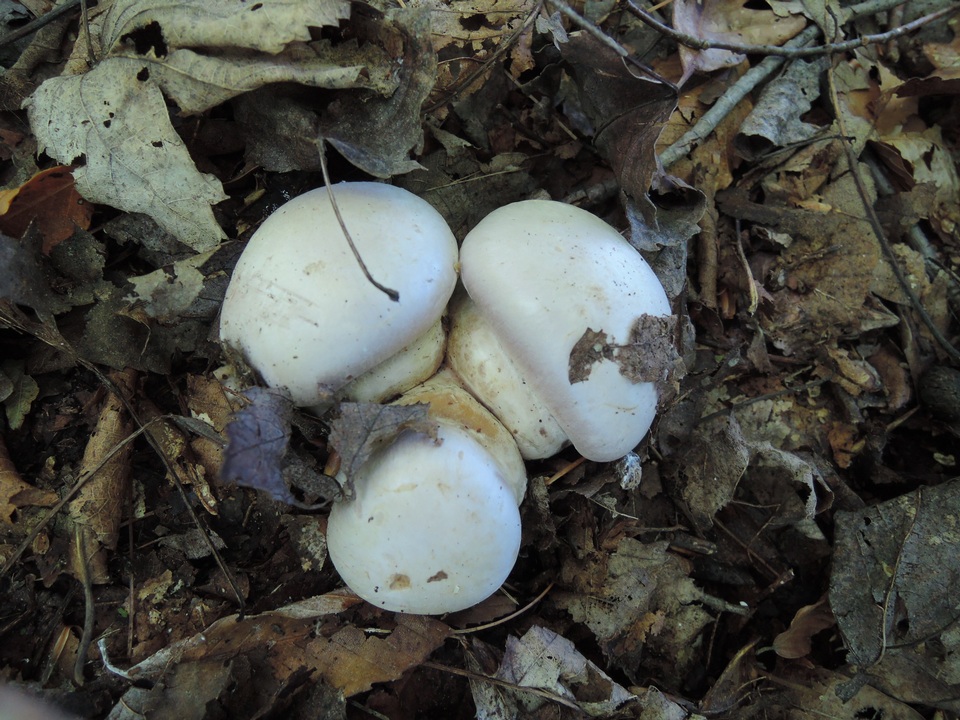 Cortinarius pyriodorus image