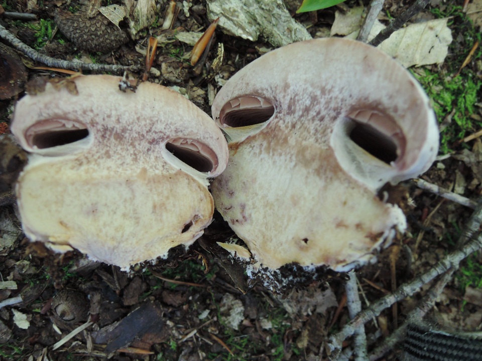 Cortinarius pyriodorus image