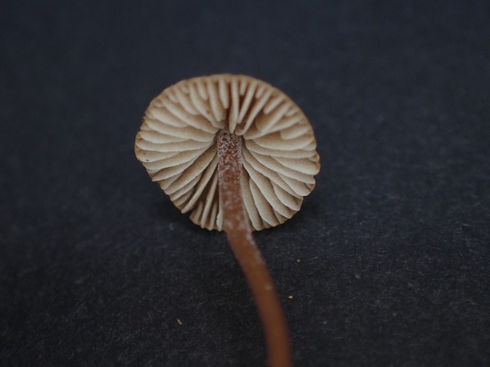 Inocybe sericella image