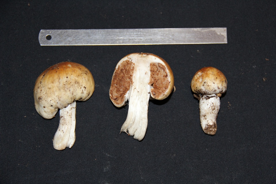 Cortinarius sarcinochrous image