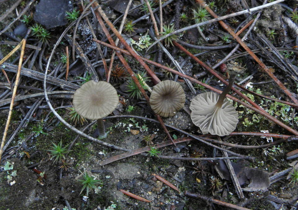 Arrhenia hohensis image