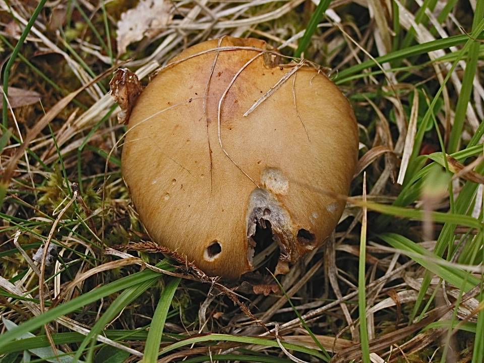 Cortinarius cedretorum image