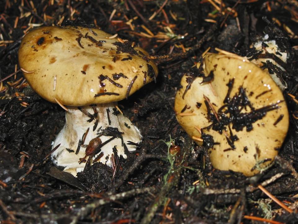 Cortinarius polymorphus image