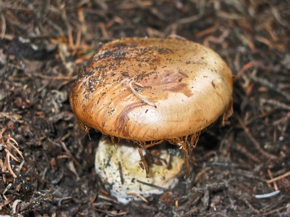Cortinarius polymorphus image