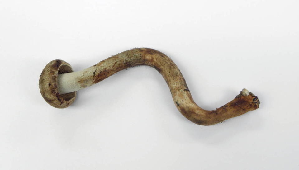 Inocybe agardhii image