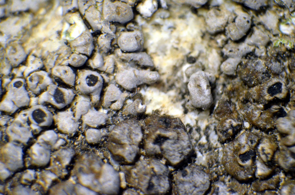 Dimelaena californica image