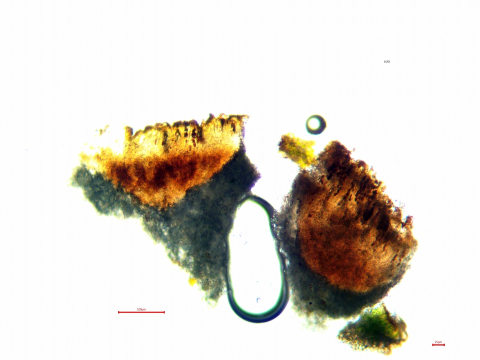Dimelaena californica image