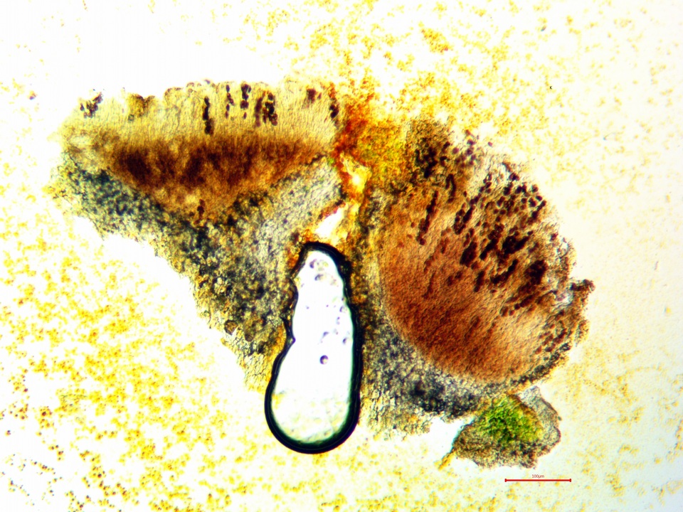 Dimelaena californica image