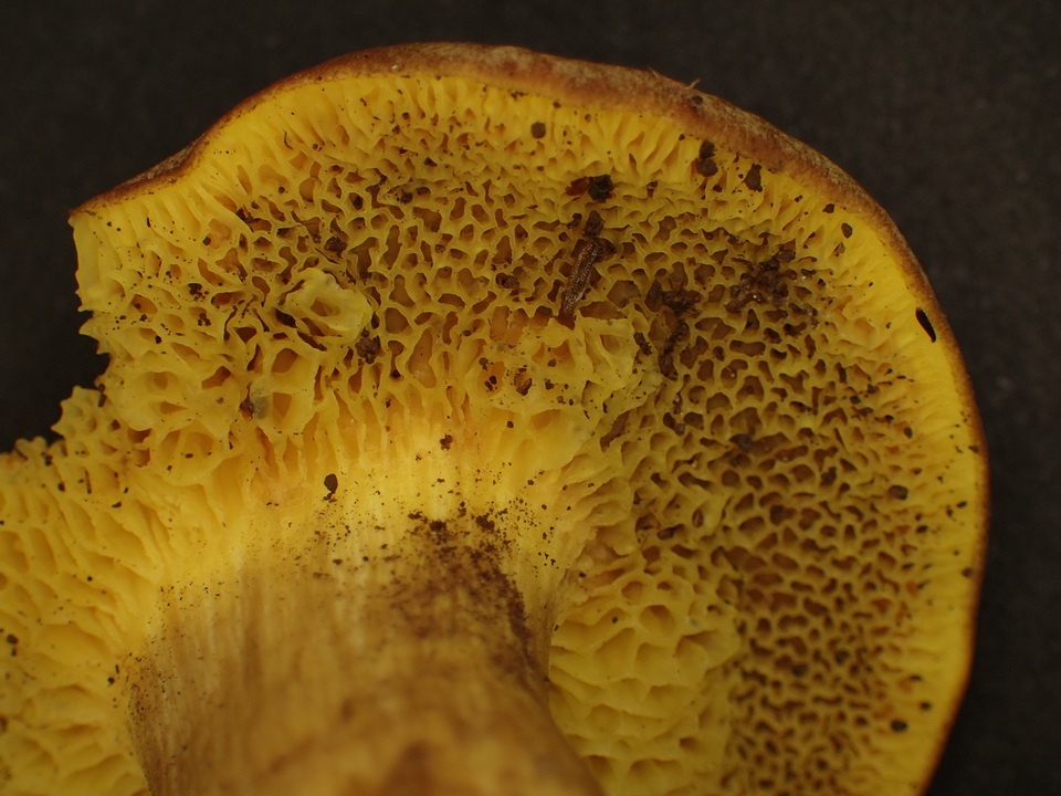 Xerocomus parvulus image