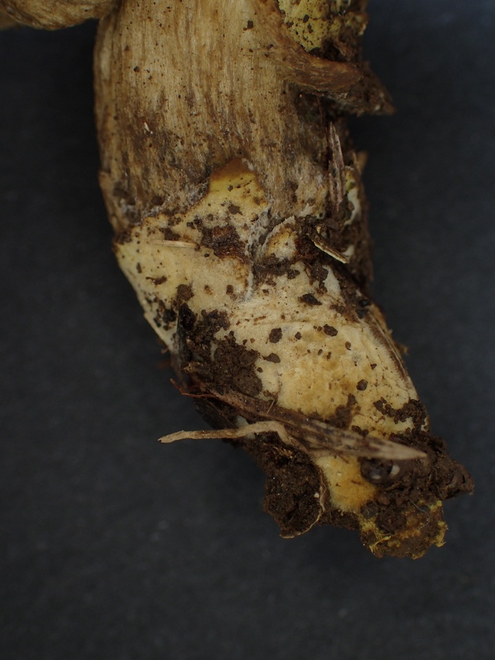 Xerocomus parvulus image